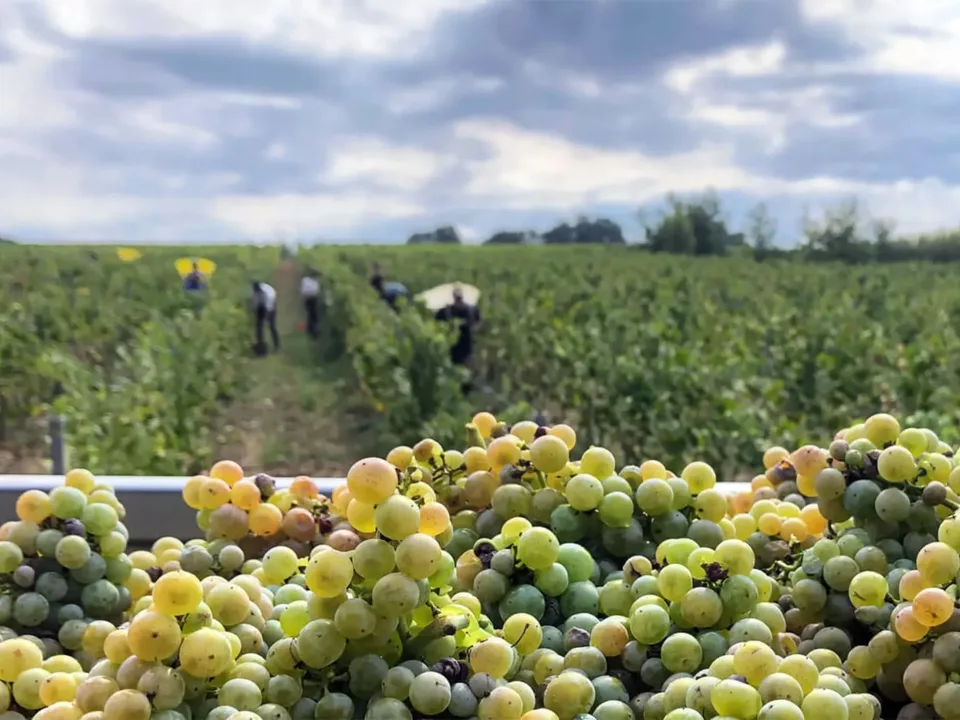The vineyards of Domaine des Deux Moulins