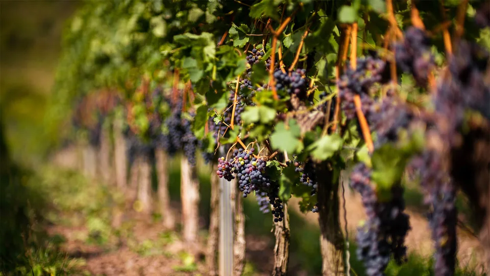 Les vignes du Domaine des Deux Moulins