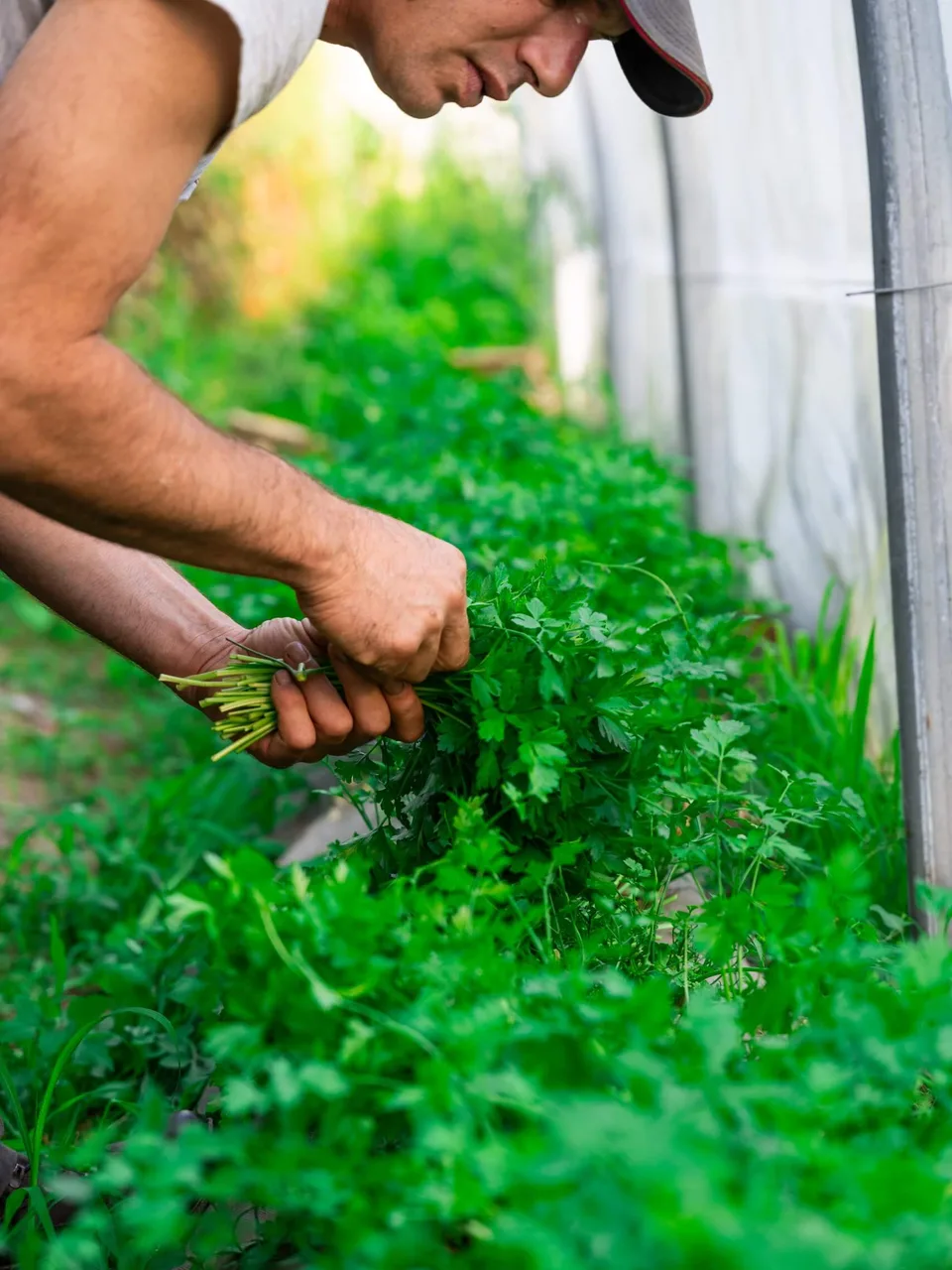 Le potager des Garennes